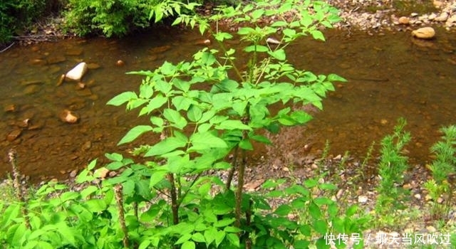 农村这种野树随处可见，过去老农看到就砍伐，却不知嫩芽卖80一斤