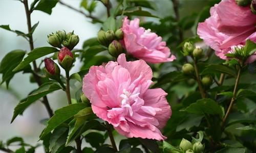  【技巧】做好4点技巧，木槿叶绿不黄叶，长势茂盛，开花量大