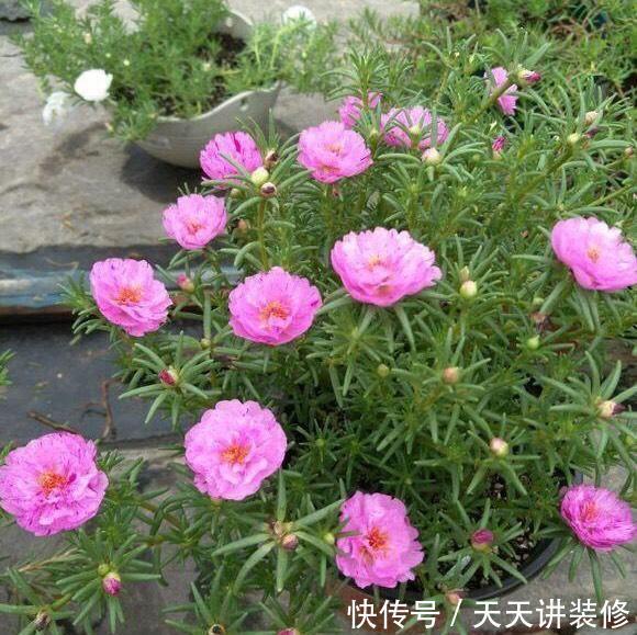  枝条@太阳花怎么扦插？教你“1招”，7天生根，10天开花，秋季扦插刚好