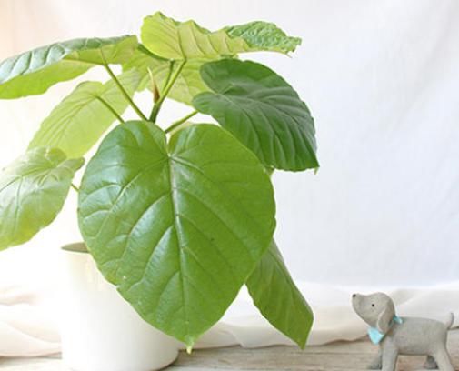  「多福」“4种花”养在家，人丁兴旺，多子多孙还多福，平步青云一整年