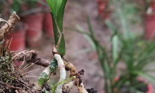 「种植的兰花」讲一下兰花的服盆,如何判断兰花是真正的成活了?不要假活当服盆