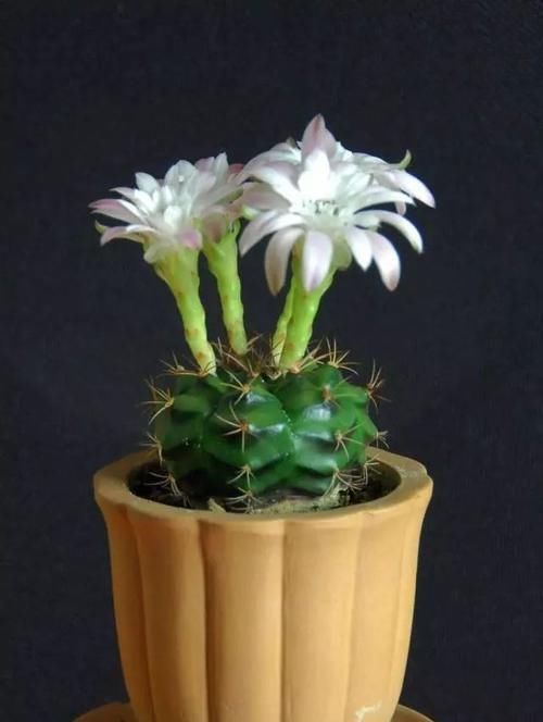  『种植物』这“7种花”，开花艳丽还好养，放着不管都能活，超级容易！