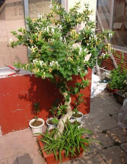  花盆：盆栽金银花，皮实好养根系壮，挖一棵做盆景，苍劲古朴花满盆