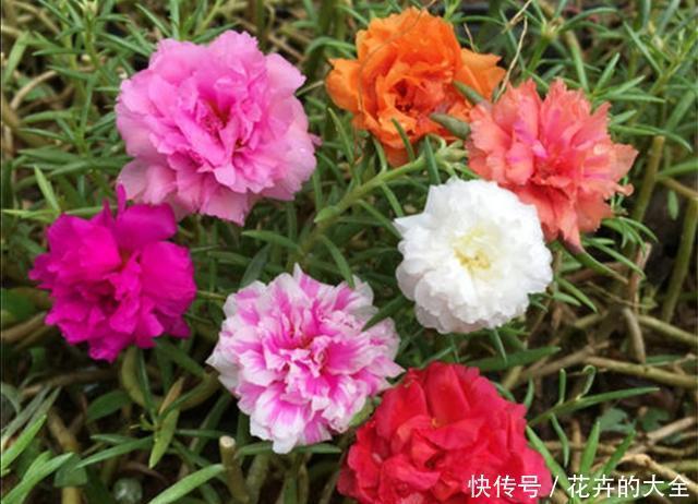 春天|春天阳台栽3种花,开花一茬接一茬,长期有花赏