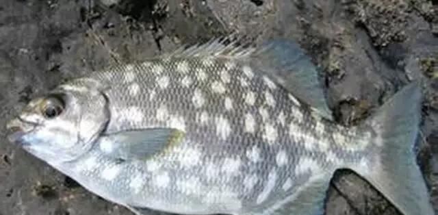  「东山叫红」46种海钓常见的鲷类鱼，最后一种高价的鱼原来也是鲷鱼，才知道