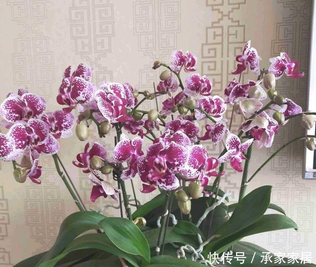  开完：开完花的蝴蝶兰叶片总是软趴趴无精神？营养消耗过度，养根是重点