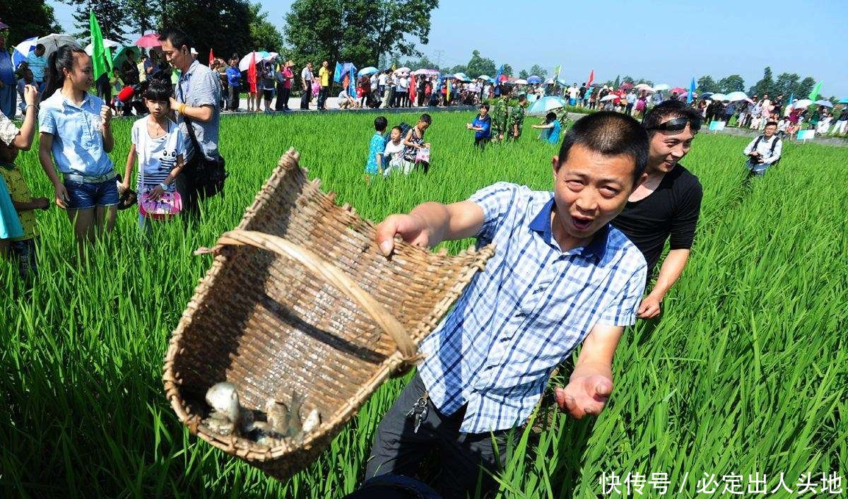 「稻田」当年非常火的禾花鱼，在稻田就能养殖，为什么现在却销