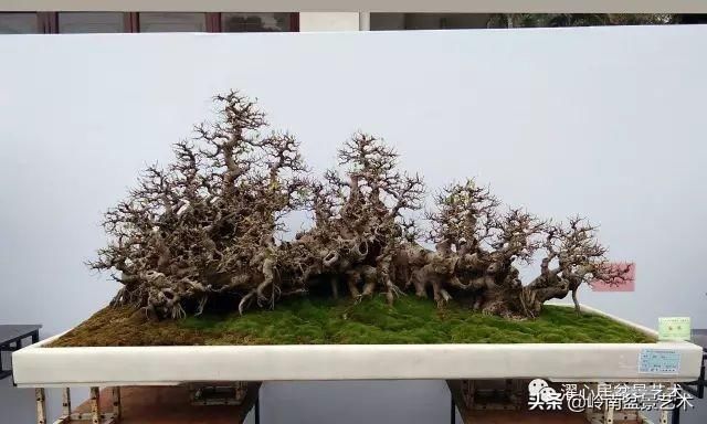 盆景赏析——《层林叠翠》