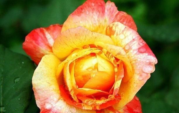  『季花』月季“难开花”？拎出来“砍一刀”，花苞一冒就上百，花开千日红