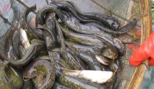  【非洲】非洲“胡子鱼”入侵中国，1年产卵5次每次上万，吃货却不愿意吃