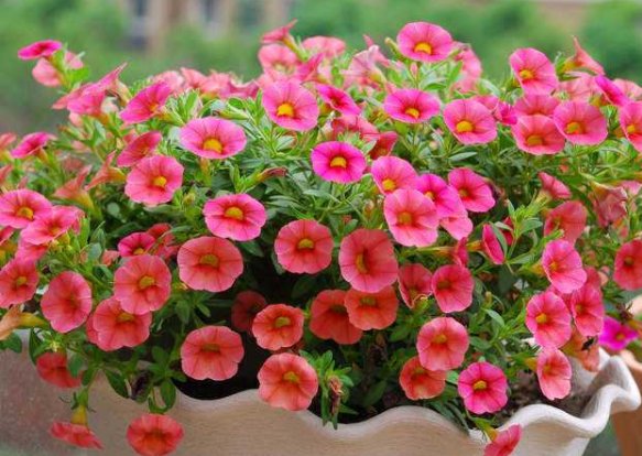  【艳丽】养花养个秀美好看的，开花多花期长，养在阳台花开成瀑，花朵艳丽