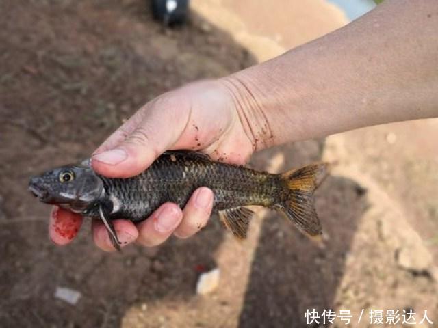 都在说麦穗鱼很小，这样大的还是麦穗鱼吗？全身黑黑的很有劲