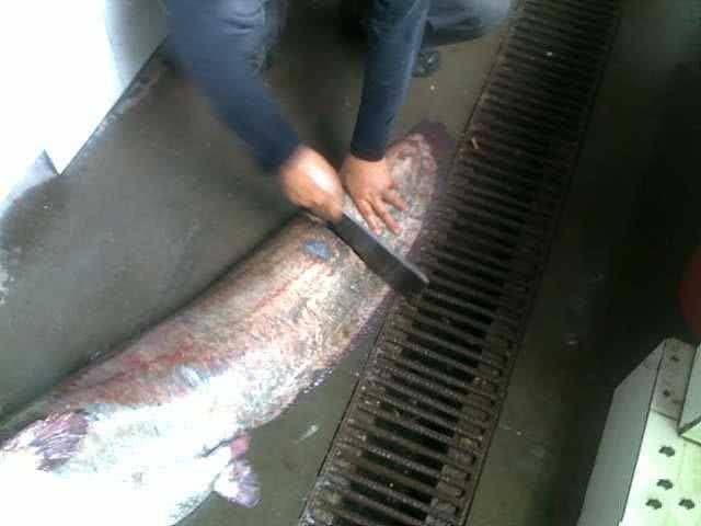  钓获■水库钓获这条38斤的巨鲶，鱼线被拉得“吱吱作响”