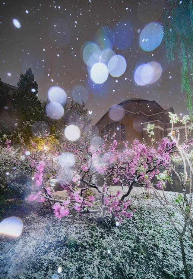  「究竟」云看花，中国美丽高等院校究竟看哪儿？