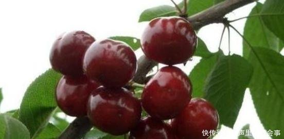 农村一种稀有红色果肉水果，每斤80块钱，原来很多农民还不知道！