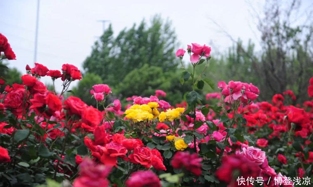 『相拥』郑州绿博园月季花开,云海相拥!