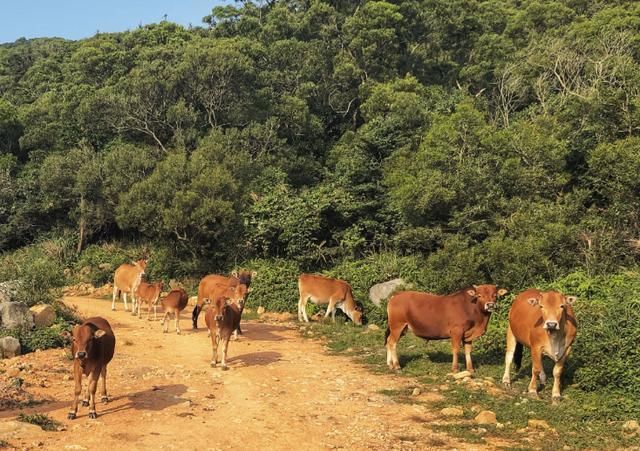 福建第一大岛，景色优美古迹众多，被称为“千礁岛县”