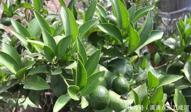  「种植」2种“水果”种阳台，好吃又好看，结果多又甜，一次吃个够