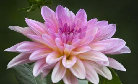  【家里】这些花超级好养活，养在客厅家里香喷喷，一养就爆盆