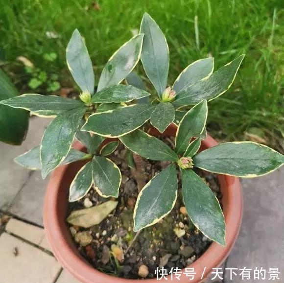  「冬天」5种花“冬天”能扦插，不黑腐成活率高，生根快一倍