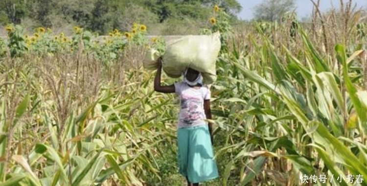  非洲|中国人在非洲种植这种植物, 受到当地人嘲笑, 谁料尝到甜头