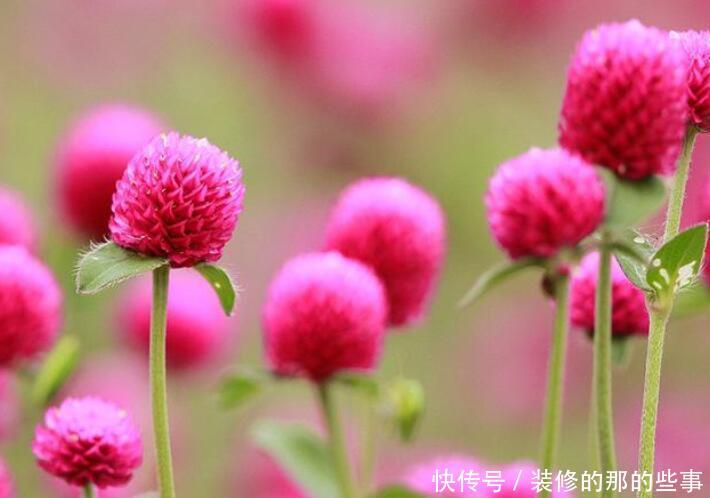 「不用」家庭盆栽选“4种花”,花色绚丽,花期长,不用费心就能开