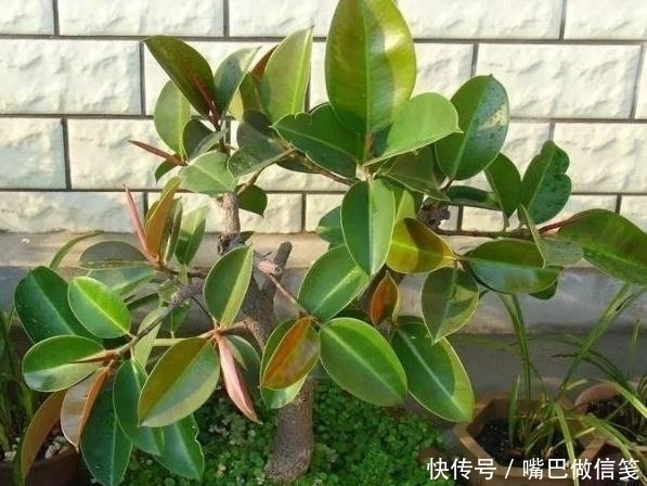  『对移栽的影响』盆栽橡皮树如何从水培转化为土培？4点到位，对根须无负面影响
