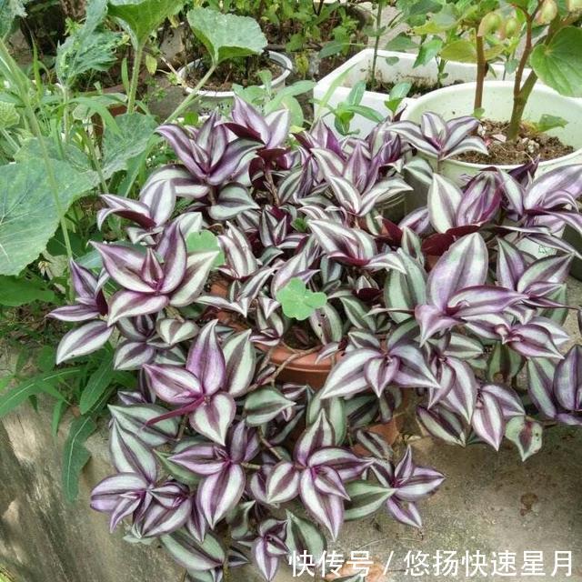 适合生长■养吊竹梅时，注意这几点，让其蹭蹭长不停！