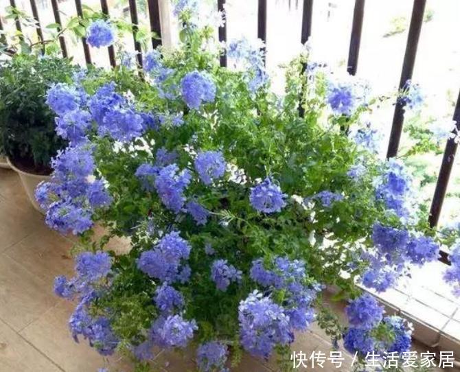  『大岩桐』4种花好养花期长，沾土就活，给点阳光就灿烂，一开就是300多天！