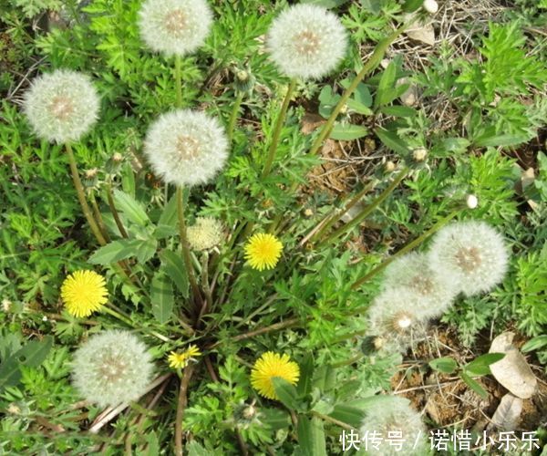 "nlabel":"stat_3125249414:zm.news.so.com:5Luo5LiJ5pCe56yR6K+0清明前后最适合吃的4种野菜,清热解毒,错过要再等一年!