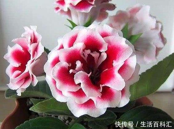 『仙客来』这“3种花”,叶片可不能沾水,很多人还不信,结果1盆都没养活!