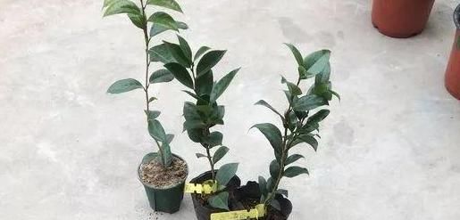 『移植』春天养花是门技术活:掌握4个诀窍,盆栽个个枝叶繁茂、开花多