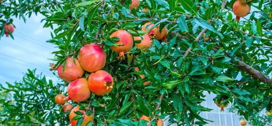  花期4：中式庭院景观设计中常用的15种绿化植物
