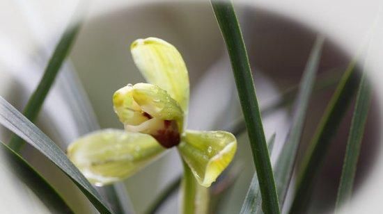  「药片」“娇生惯养”当属兰花，巧用这3种“药片”，让你养兰简简单单！