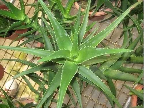 「发财树」8种四季常绿的植物,出差一个月回来还长得很好