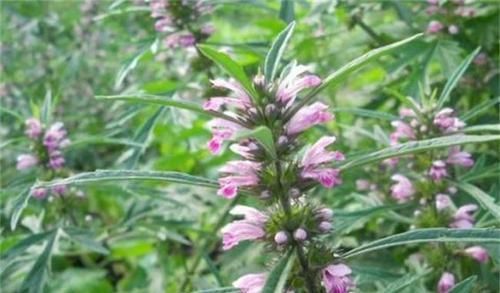 「植物」这植物被称为“妇女之友”，以前荒地上长满，可惜现在越来越少了