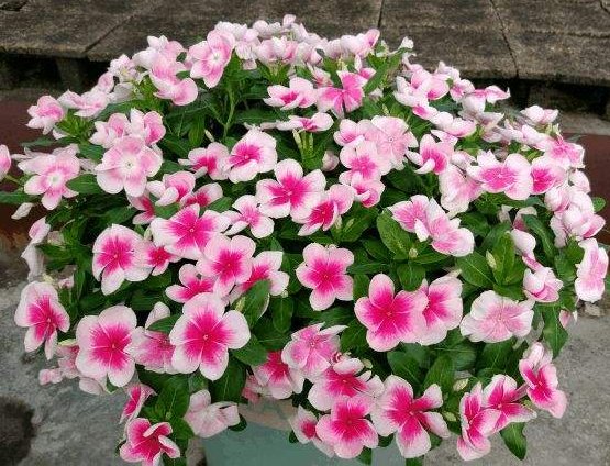  『韵味』这几款花卉，花期长易爆盆，香飘满屋，开花一簇一簇，韵味十足