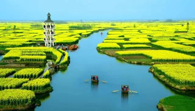中国最美的油菜花海,油菜花逐渐“染黄”了神州大地
