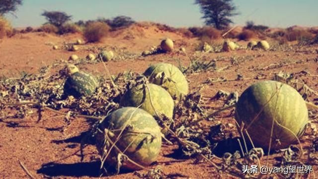为何沙漠里的西瓜无人吃，了解原因以后，即使口渴也要躲得远远的