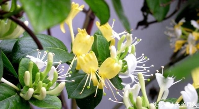  好处■此花人称“花界宝藏”，耐寒易爆盆，家里养一盆，好处多到数不清