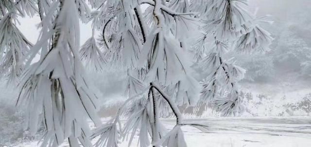 下雪啦！下雪啦！云阳迎来第一场雪，一觉醒来美成画