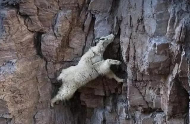 看世界上最神奇的山羊，在悬崖上竟能飞檐走壁，被称为“轻功大侠
