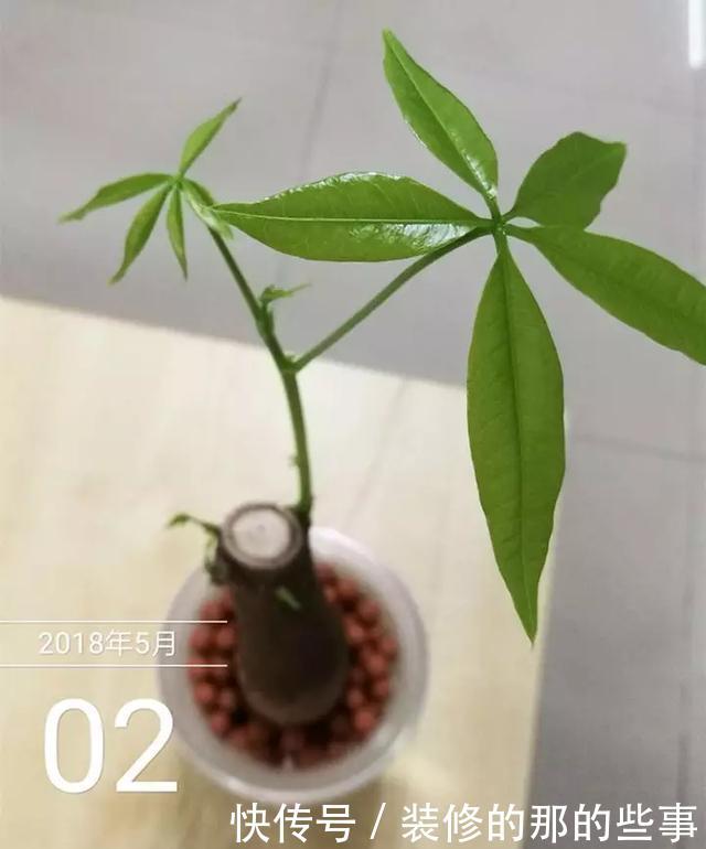 『花钱买』养花技巧:最难养的3种花,扦插100%活,下次别再花钱买啦