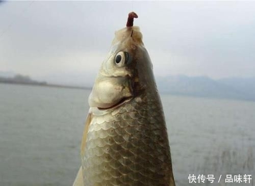 【黑坑】为啥很多人爱钓鱼却不爱吃鱼?这4个理由,全都是钓鱼人的泪