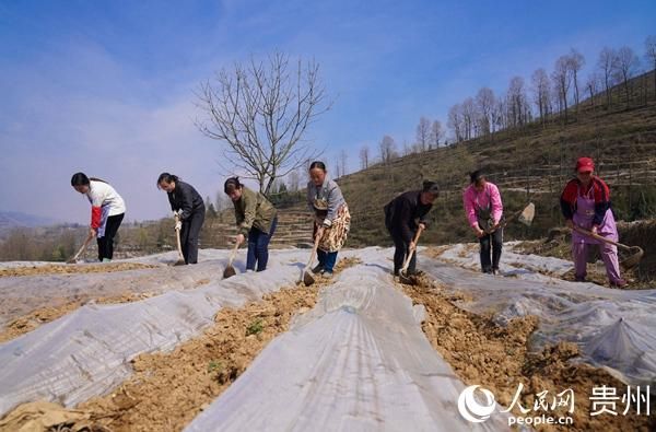  『基地』纳雍县猪场乡：抢抓农时春耕忙 就近就业促农增收