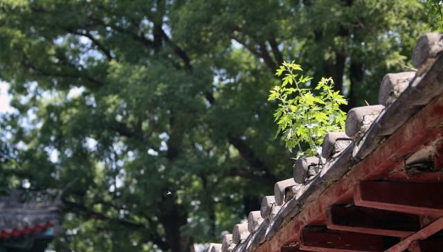  [道理]农村俗语“果树过房，家败人亡”是啥意思，老话说的有道