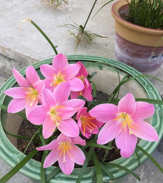 【耐热】3种花很好养,耐热耐晒又耐旱,夏天也能开爆盆,家里养出小花园