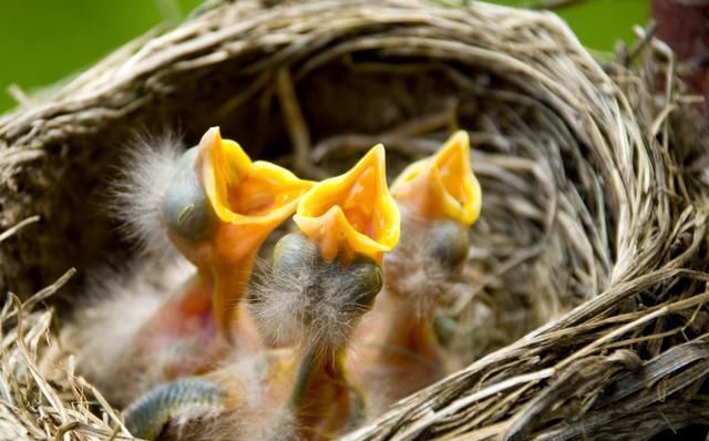 燕子窝开口多朝一边，为何树上的鸟窝开口都朝上？下雨了怎么办？