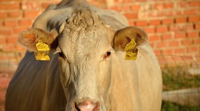  肉牛：肉牛养殖品种大全（收藏版）