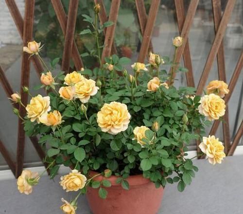  『枝叶茂盛』养花配土有讲究，这3种花配土这样做，枝叶茂盛、开花量大